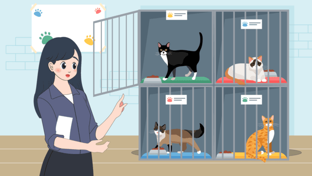 Я выбрал ту черную кошку, очень похожую на ту кошку, которая была у меня в детстве.