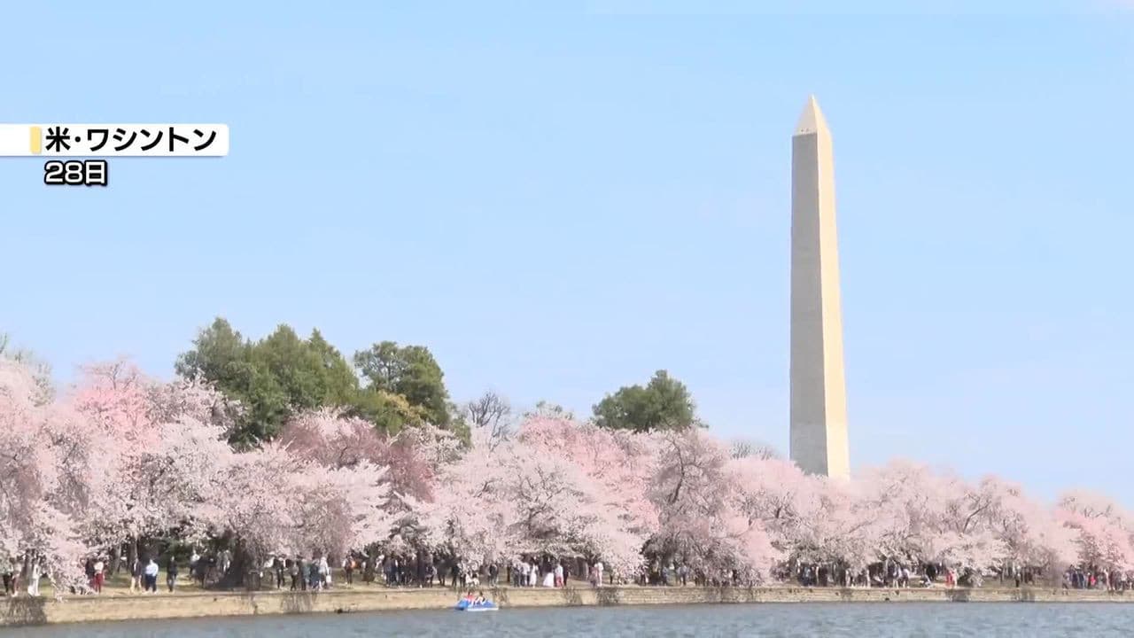 米首都・ワシントン　名物の桜が見頃