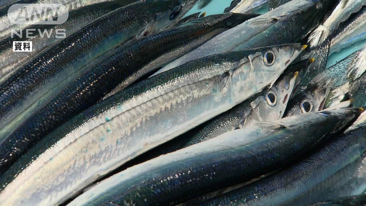 サンマの漁獲枠を10％削減　国際会議で合意