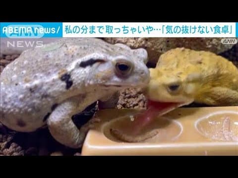 「エサが来た!」運ぶ主に気を取られ…食いしん坊カエルの悲劇(2023年6月7日)