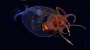 <ruby ><rb><span class="unknown" word="深海">深海</span></rb><rt>しんかい</rt></ruby>で<ruby ><rb><span class="jlpt-n5" word="泳ぐ">泳</rb><rt>およ</rt></ruby>ぐ</span>ダイオウホウズキイカの<ruby ><rb><span class="jlpt-n5" word="初めて">初</rb><rt>はじ</rt></ruby>めて</span>の<ruby ><rb><span class="jlpt-n1" word="映像">映像</span></rb><rt>えいぞう</rt></ruby>