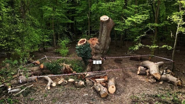 500<ruby ><rb><span class="jlpt-n5" word="年">年</span></rb><rt>ねん</rt></ruby>のオークの<ruby ><rb><span class="jlpt-n5" word="木">木</span></rb><rt>き</rt></ruby>を<ruby ><rb>切</rb><rt>き</rt></ruby>った<span class="jlpt-n5" word="レストラン">レストラン</span>に<ruby ><rb><span class="jlpt-n1" word="非難">非難</span></rb><rt>ひなん</rt></ruby>