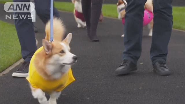 エリザベス<ruby ><rb><span class="jlpt-n3" word="女王">女王</span></rb><rt>じょおう</rt></ruby>のためのコーギーレース