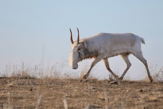 サイガは<span class="jlpt-n5" word="また">また</span><ruby ><rb><span class="unknown" word="草原">草原</span></rb><rt>そうげん</rt></ruby>を<ruby ><rb>歩</rb><rt>ある</rt></ruby>きます