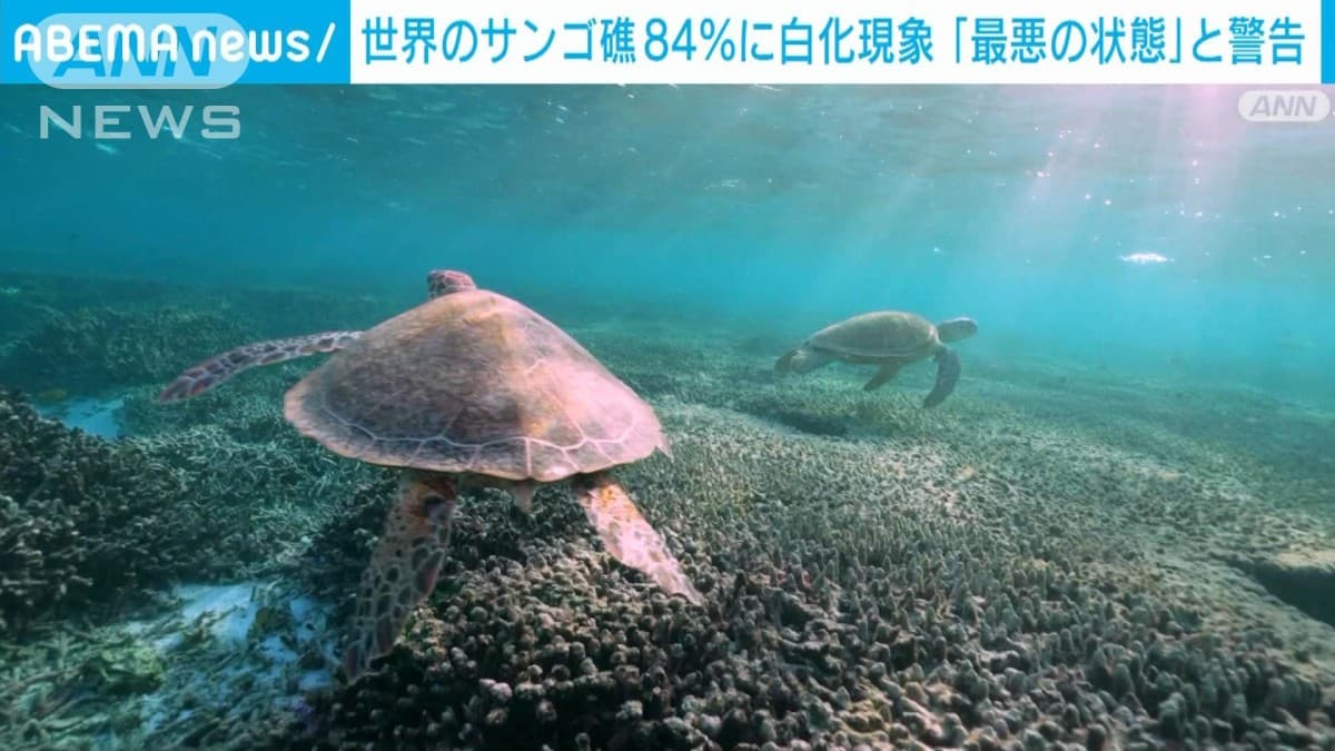 世界のサンゴ　しろくなる