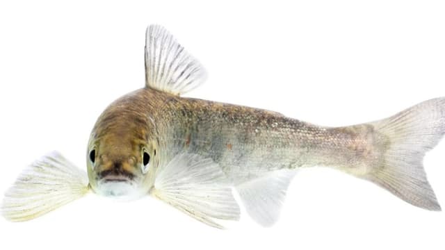 サケが<ruby ><rb><span class="jlpt-n3" word="川">川</span></rb><rt>かわ</rt></ruby>から<ruby ><rb><span class="jlpt-n5" word="海">海</span></rb><rt>うみ</rt></ruby>へ<ruby ><rb>早</rb><rt>はや</rt></ruby>く<ruby ><rb><span class="jlpt-n5" word="行く">行</rb><rt>い</rt></ruby>く</span><ruby ><rb><span class="jlpt-n4" word="理由">理由</span></rb><rt>りゆう</rt></ruby>　くすりの<ruby ><rb><span class="jlpt-n5" word="水">水</span></rb><rt>みず</rt></ruby>が<ruby ><rb><span class="jlpt-n3" word="影響">影響</span></rb><rt>えいきょう</rt></ruby>？