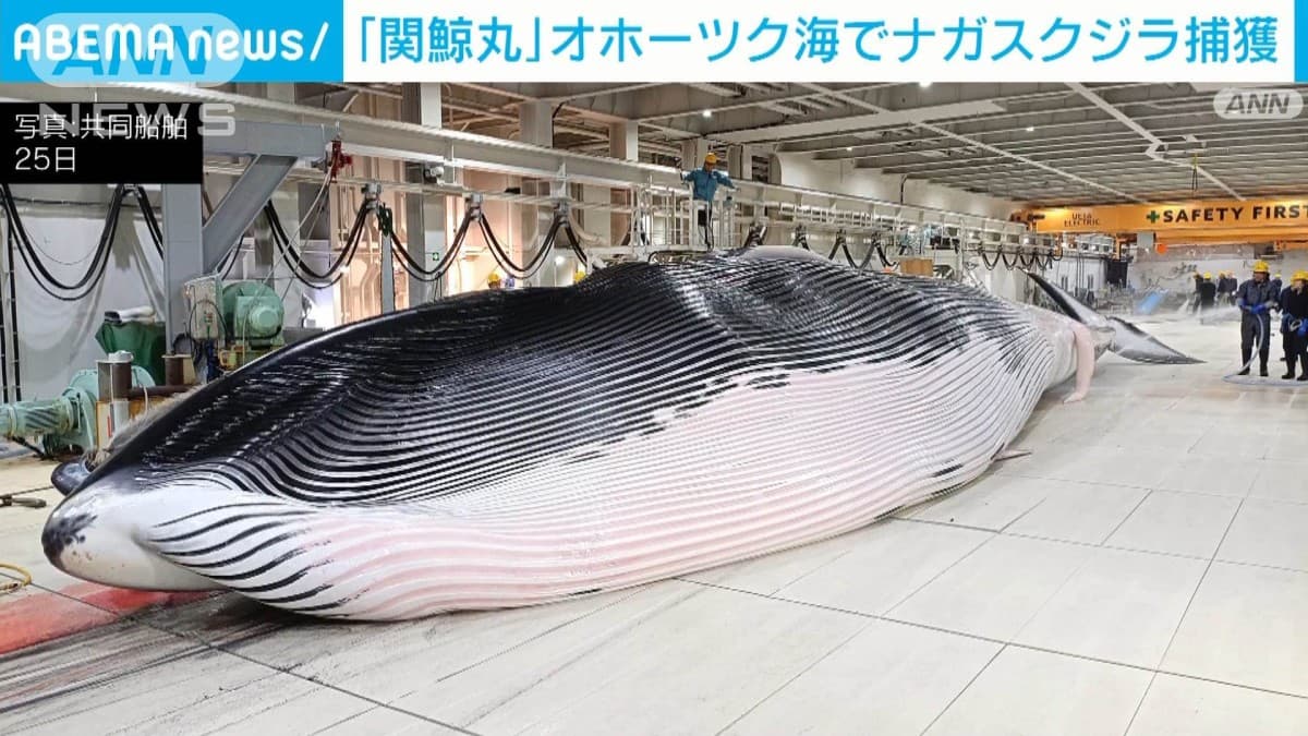 せきげいまる、はじめてオホーツクかいでくじらをとる