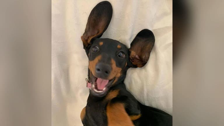 においのシャツで５２９日ぶりに犬を見つける