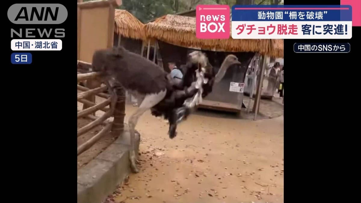ダチョウが動物園からにげました