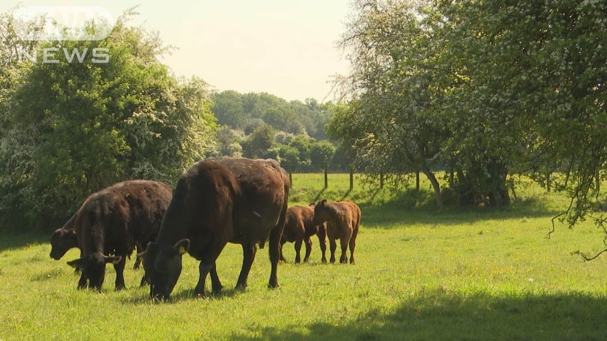 アメリカとイギリスの新しい関税の話　イギリスの農家はしんぱいです