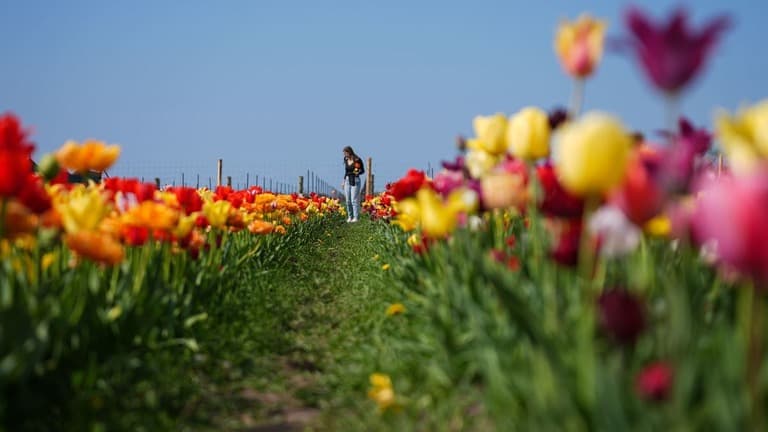母の日の花が高くなる
