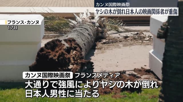カンヌでヤシの<ruby ><rb><span class="jlpt-n5" word="木">木</span></rb><rt>き</rt></ruby>がたおれる　<ruby ><rb><span class="unknown" word="日本人">日本人</span></rb><rt>にほんじん</rt></ruby>の<ruby ><rb><span class="jlpt-n5" word="男">男</span></rb><rt>おとこ</rt></ruby>の<ruby ><rb>人</rb><rt>ひと</rt></ruby>がけが