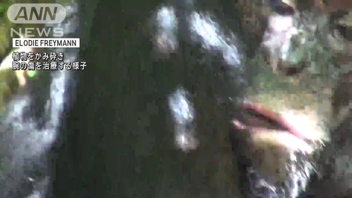 チンパンジーが友だちのけがを治すことがわかりました