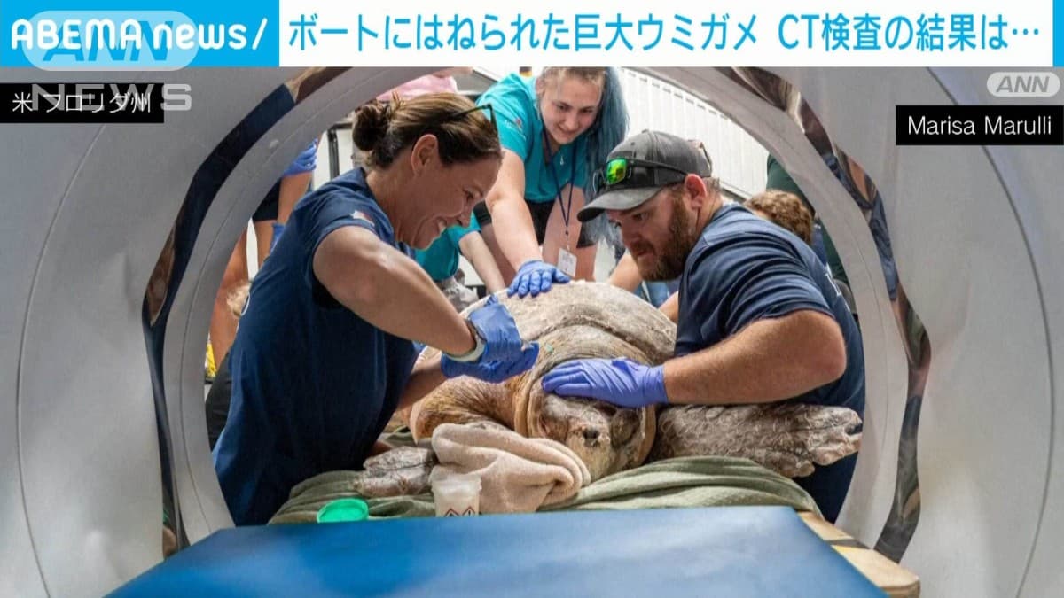 大きいウミガメ、ボートにはねられる　馬のCTでたまごが見つかる