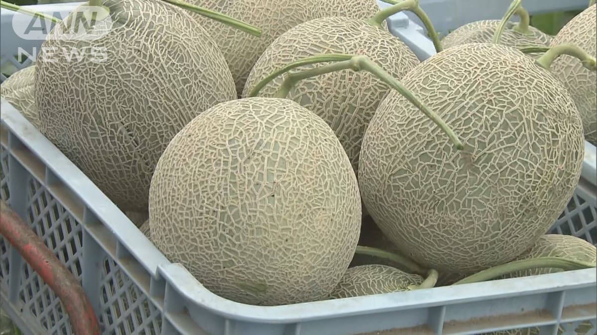 夕張メロン、今年初めて出荷される