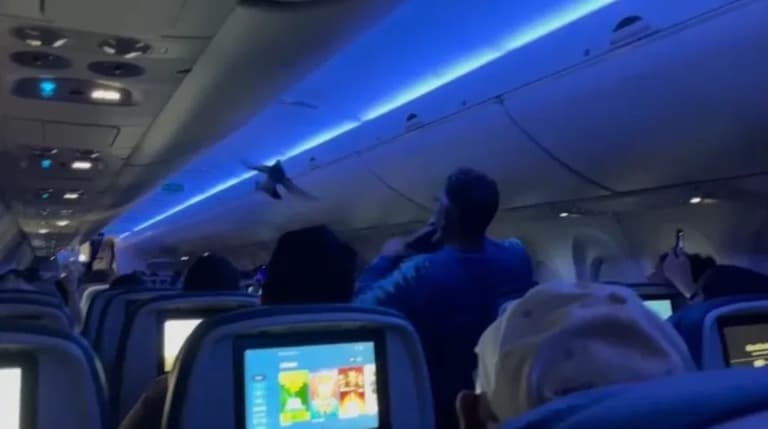 ひこうきの 中に ハトが 入り、出発が おくれる