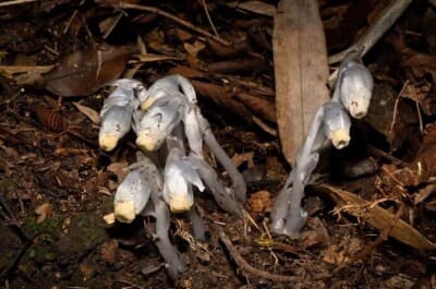 中国の貴州省で「幽霊の花」が見つかる