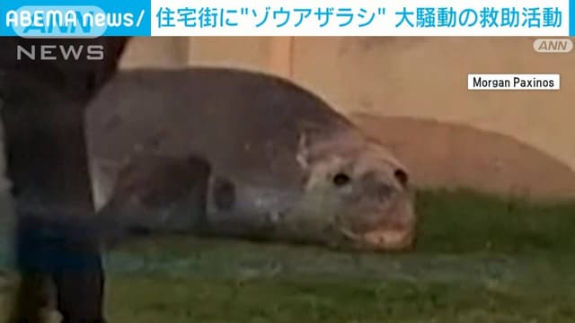 <ruby ><rb><span class="jlpt-n5" word="大きい">大</rb><rt>おお</rt></ruby>きい</span>アザラシが <ruby ><rb><span class="jlpt-n5" word="町">町</span></rb><rt>まち</rt></ruby>にきました