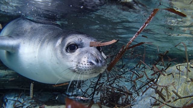 チチュウカイモンクアザラシが <ruby ><rb>少</rb><rt>すく</rt></ruby>なくなったけど、<span class="jlpt-n5" word="また">また</span><ruby ><rb>増</rb><rt>ふ</rt></ruby>えてきました