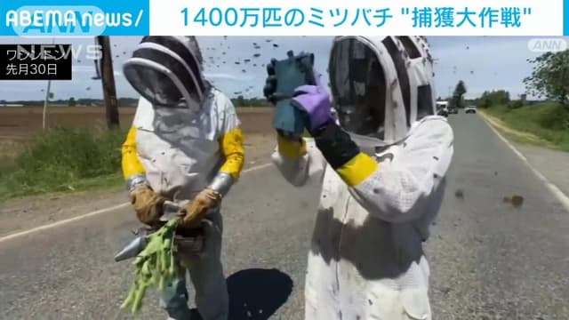 <span class="jlpt-n5" word="たくさん">たくさん</span>のミツバチがにげました