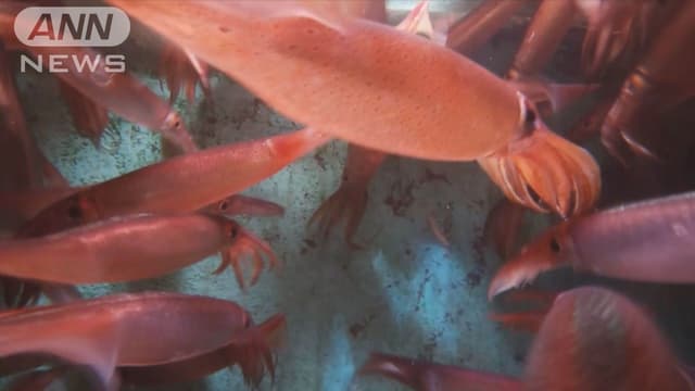 <ruby ><rb><span class="unknown" word="北海道">北海道</span></rb><rt>ほっかいどう</rt></ruby>でイカの<ruby ><rb>りょう</rb><rt>漁</rt></ruby>が<ruby ><rb>はじ</rb><rt>始</rt></ruby>まる　<span class="jlpt-n5" word="でも">でも</span>イカは<ruby ><rb>すく</rb><rt>少</rt></ruby>ない