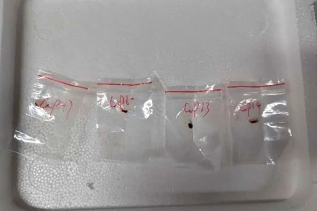 <span class="jlpt-n4" word="アメリカ">アメリカ</span>で<ruby ><rb><span class="unknown" word="中国人">中国人</span></rb><rt>ちゅうごくじん</rt></ruby><ruby ><rb><span class="jlpt-n4" word="研究">研究</span><span class="jlpt-n3" word="者">者</span></rb><rt>けんきゅうしゃ</rt></ruby>２<ruby ><rb>人</rb><rt>り</rt></ruby>がきけんな<ruby ><rb><span class="unknown" word="菌">菌</span></rb><rt>きん</rt></ruby>を<ruby ><rb>持</rb><rt>も</rt></ruby>ちこもうとしてつかまる