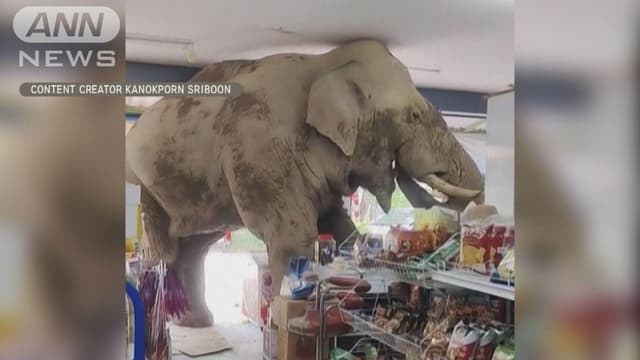 ゾウが<ruby ><rb><span class="jlpt-n5" word="店">店</span></rb><rt>みせ</rt></ruby>にきて たべものをたべました