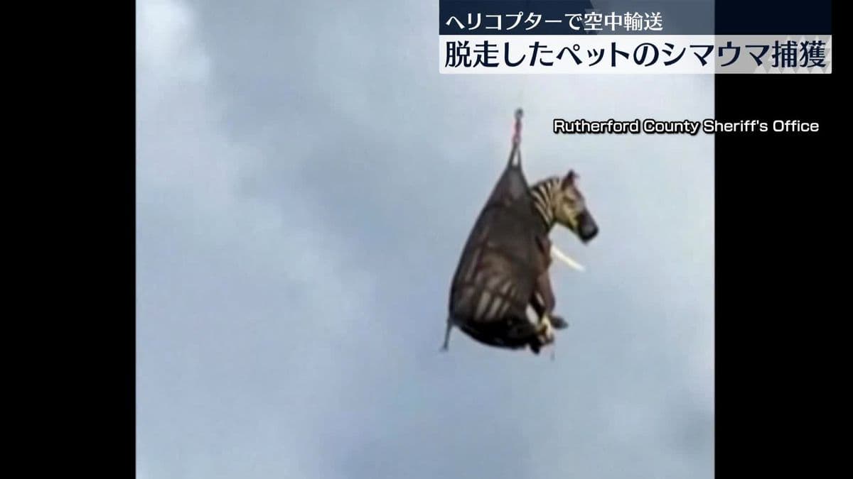 テネシー州でにげたシマウマ、1週間ごに見つかる