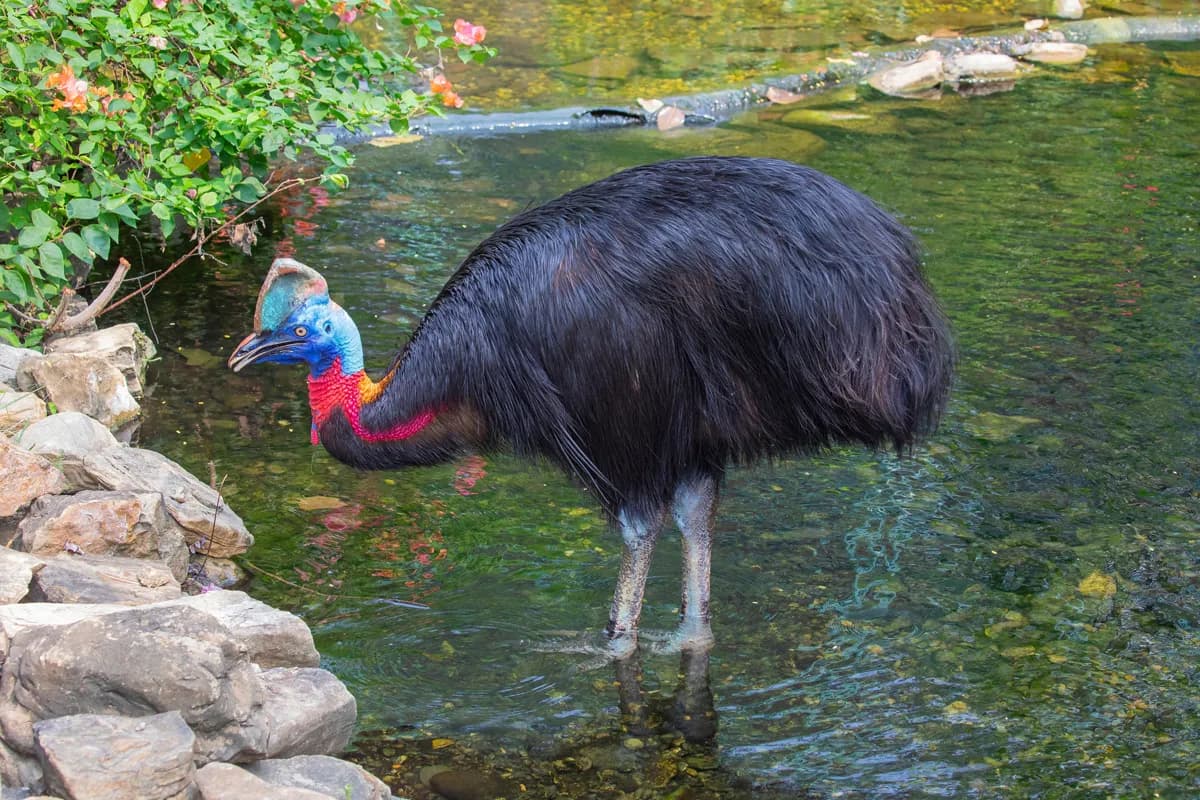 とてもあぶない大きな鳥 ヒクイドリ