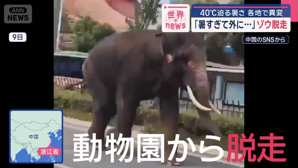 とてもあつい日　ゾウが動物園から逃げる
