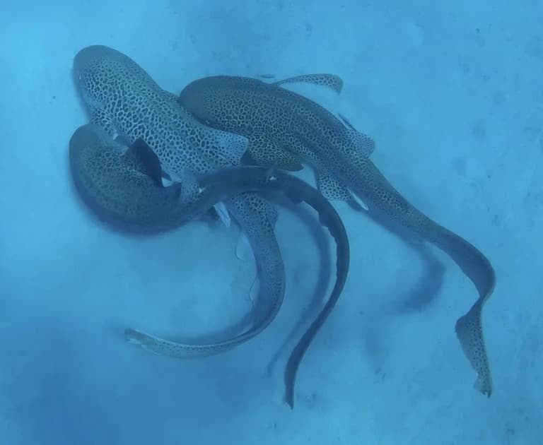 野生のトラフザメ、初めて交尾の様子が観察される