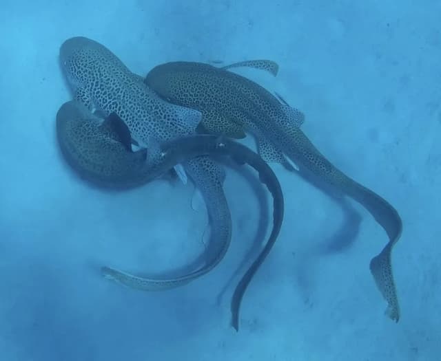 <ruby ><rb><span class="jlpt-n1" word="野生">野生</span></rb><rt>やせい</rt></ruby>のトラフザメ、<ruby ><rb><span class="jlpt-n5" word="初めて">初</rb><rt>はじ</rt></ruby>めて</span><ruby ><rb><span class="unknown" word="交尾">交尾</span></rb><rt>こうび</rt></ruby>の<ruby ><rb><span class="jlpt-n3" word="様子">様子</span></rb><rt>ようす</rt></ruby>が<ruby ><rb><span class="jlpt-n3" word="観察">観察</span></rb><rt>かんさつ</rt></ruby>される