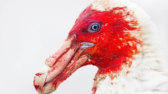 バードフォトグラファー・オブ・ザ・イヤー<ruby ><rb>2025</rb><rt>にせんにじゅうご</rt></ruby>：すばらしい<ruby ><rb><span class="jlpt-n5" word="鳥">鳥</span></rb><rt>とり</rt></ruby>の<ruby ><rb><span class="jlpt-n5" word="写真">写真</span></rb><rt>しゃしん</rt></ruby>が<ruby ><rb><span class="unknown" word="受賞">受賞</span></rb><rt>じゅしょう</rt></ruby>