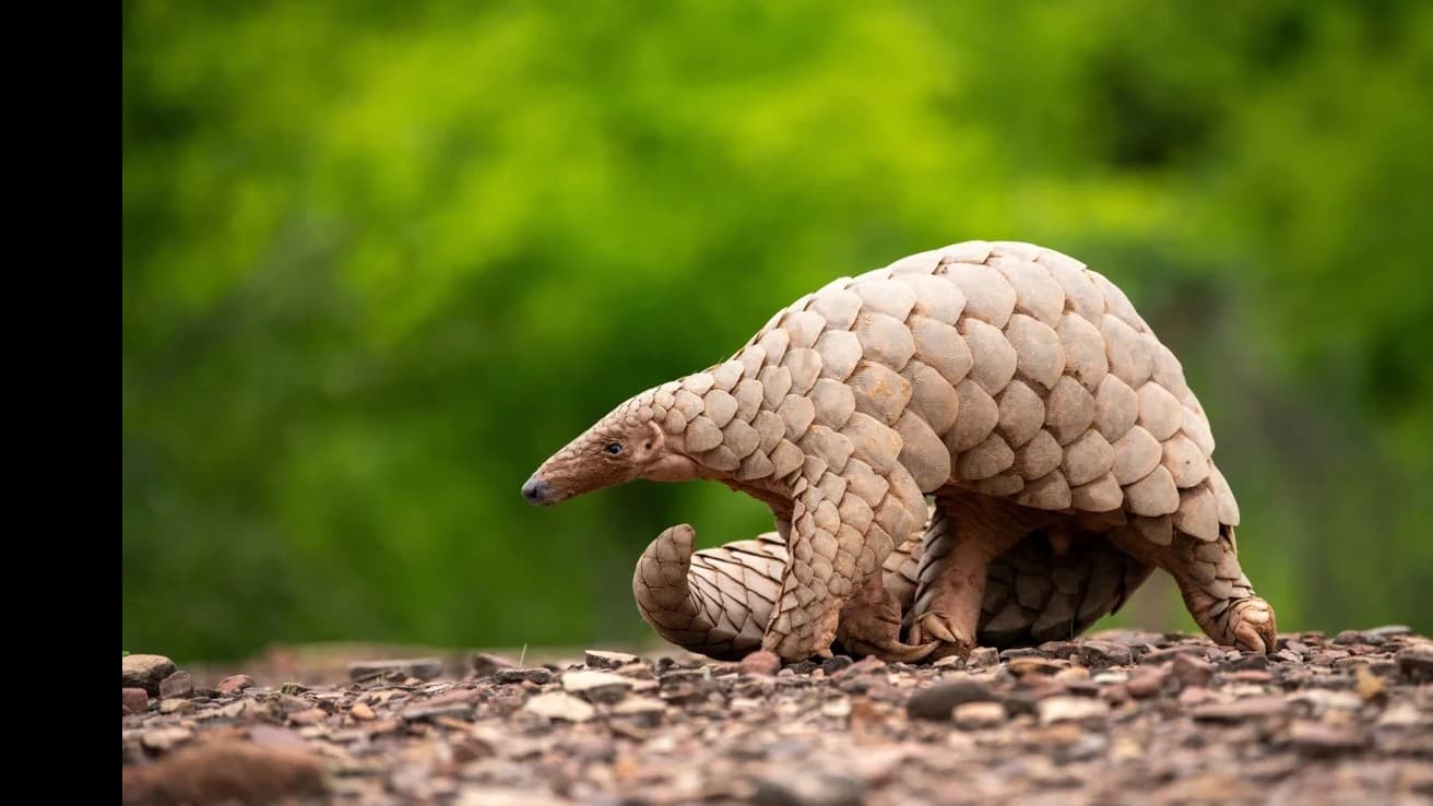 センザンコウを守るための写真集