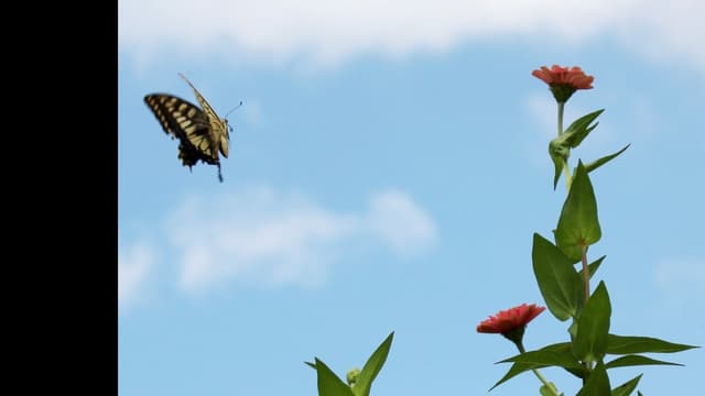 <span class="" word="モ">モ</span><span class="" word="ン">ン</span><span class="" word="シ">シ</span><span class="" word="ロ">ロ</span><span class="" word="チ">チ</span><span class="" word="ョ">ョ</span><span class="" word="ウ">ウ</span><span class="" word="の">の</span><ruby ><rb><span class="" word="飛">飛</span></rb><rt>と</rt></ruby><span class="" word="び">び</span><ruby ><rb><span class="jlpt-n5" word="方">方</span></rb><rt>かた</rt></ruby><span class="" word="と">と</span><span class="" word="ひ">ひ</span><span class="" word="み">み</span><span class="" word="つ">つ</span>