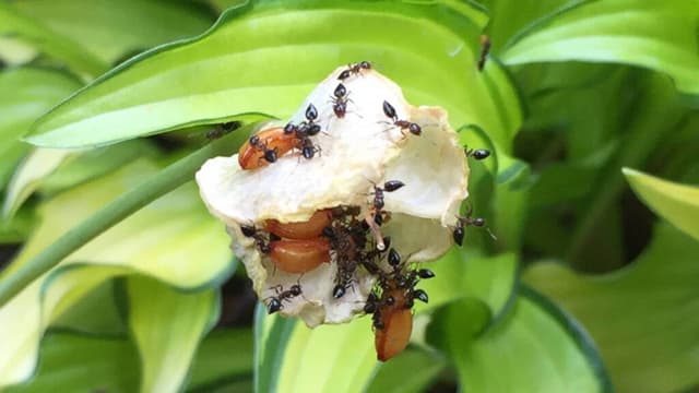 <span class="" word="ア">ア</span><span class="" word="リ">リ</span><span class="" word="と">と</span><span class="" word="カ">カ</span><span class="" word="タ">タ</span><span class="" word="ク">ク</span><span class="" word="リ">リ</span><span class="" word="の">の</span><span class="" word="ふ">ふ</span><span class="" word="し">し</span><span class="" word="ぎ">ぎ</span><span class="" word="な">な</span><span class="" word="タ">タ</span><span class="" word="ネ">ネ</span><span class="" word="の">の</span><span class="" word="は">は</span><span class="" word="こ">こ</span><span class="" word="び">び</span><span class="" word="か">か</span><span class="" word="た">た</span>