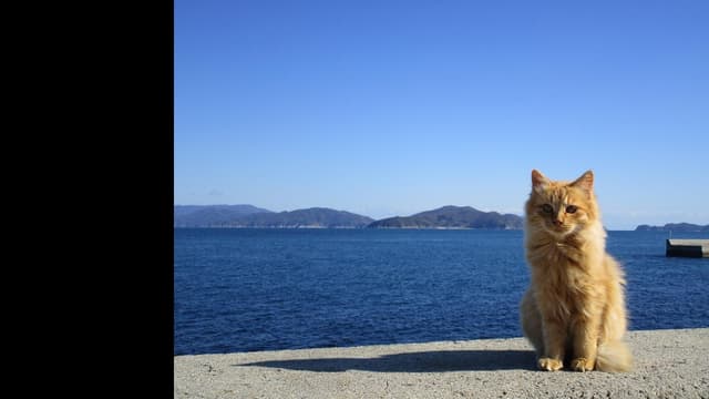 <span class="" word="キ">キ</span><span class="" word="プ">プ</span><span class="" word="ロ">ロ</span><span class="" word="ス">ス</span><ruby ><rb><span class="jlpt-n4" word="島">島</span></rb><rt>とう</rt></ruby><span class="" word="で">で</span><ruby ><rb><span class="unknown" word="野良猫">野良猫</span></rb><rt>のらねこ</rt></ruby><span class="" word="が">が</span><ruby ><rb><span class="" word="多">多</span></rb><rt>おお</rt></ruby><span class="" word="す">す</span><span class="" word="ぎ">ぎ</span><span class="" word="る">る</span><ruby ><rb><span class="jlpt-n5" word="問題">問題</span></rb><rt>もんだい</rt></ruby>