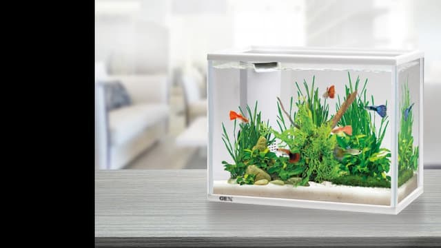 <ruby ><rb><span class="jlpt-n3" word="熱帯">熱帯</span><span class="jlpt-n5" word="魚">魚</span></rb><rt>ねったいぎょ</rt></ruby><span class="" word="の">の</span><span class="" word="か">か</span><span class="" word="い">い</span><ruby ><rb><span class="jlpt-n5" word="方">方</span></rb><rt>かた</rt></ruby>