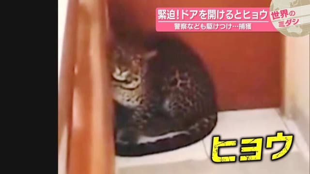 <span class="" word="イ">イ</span><span class="" word="ン">ン</span><span class="" word="ド">ド</span><span class="" word="ネ">ネ</span><span class="" word="シ">シ</span><span class="" word="ア">ア</span><span class="" word="の">の</span><span class="jlpt-n5" word="ホテル">ホテル</span><span class="" word="で">で</span><span class="" word="ヒ">ヒ</span><span class="" word="ョ">ョ</span><span class="" word="ウ">ウ</span><span class="" word="を">を</span><span class="" word="つ">つ</span><span class="" word="か">か</span><span class="" word="ま">ま</span><span class="" word="え">え</span><span class="" word="ま">ま</span><span class="" word="し">し</span><span class="" word="た">た</span>