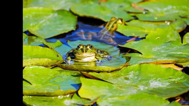 <ruby ><rb><span class="unknown" word="大坂">大坂</span></rb><rt>おおさか</rt></ruby><span class="" word="と">と</span><span class="" word="か">か</span><ruby ><rb><span class="unknown" word="京">京</span></rb><rt>きょう</rt></ruby><span class="" word="の">の</span><span class="" word="か">か</span><span class="" word="え">え</span><span class="" word="る">る</span>