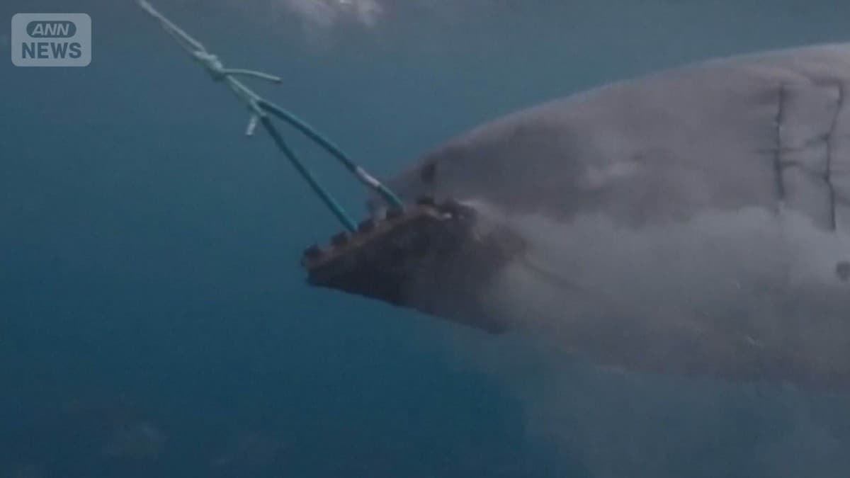 サメから身を守る新しいウェットスーツ