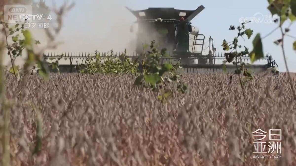 中国、9月にアメリカの大豆を買わず　南米からたくさん買う