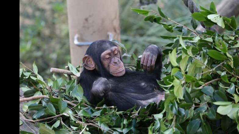 飼育下チンパンジーにおける道具使用と問題解決能力の考察
