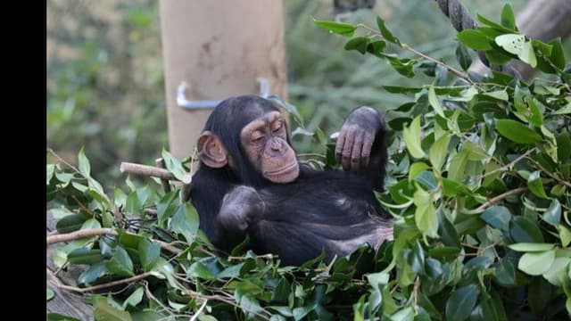 <ruby><rb><span class="jlpt-n1" word="飼育">飼育</span><span class="jlpt-n5" word="下">下</span></rb><rt>しいくか</rt></ruby><span class="" word="チ">チ</span><span class="" word="ン">ン</span><span class="" word="パ">パ</span><span class="" word="ン">ン</span><span class="" word="ジ">ジ</span><span class="" word="ー">ー</span><span class="" word="に">に</span><span class="" word="お">お</span><span class="" word="け">け</span><span class="" word="る">る</span><ruby><rb><span class="jlpt-n4" word="道具">道具</span></rb><rt>どうぐ</rt></ruby><ruby><rb><span class="jlpt-n3" word="使用">使用</span></rb><rt>しよう</rt></ruby><span class="" word="と">と</span><ruby><rb><span class="jlpt-n5" word="問題">問題</span></rb><rt>もんだい</rt></ruby><ruby><rb><span class="jlpt-n3" word="解決">解決</span></rb><rt>かいけつ</rt></ruby><ruby><rb><span class="jlpt-n3" word="能力">能力</span></rb><rt>のうりょく</rt></ruby><span class="" word="の">の</span><ruby><rb><span class="unknown" word="考察">考察</span></rb><rt>こうさつ</rt></ruby>