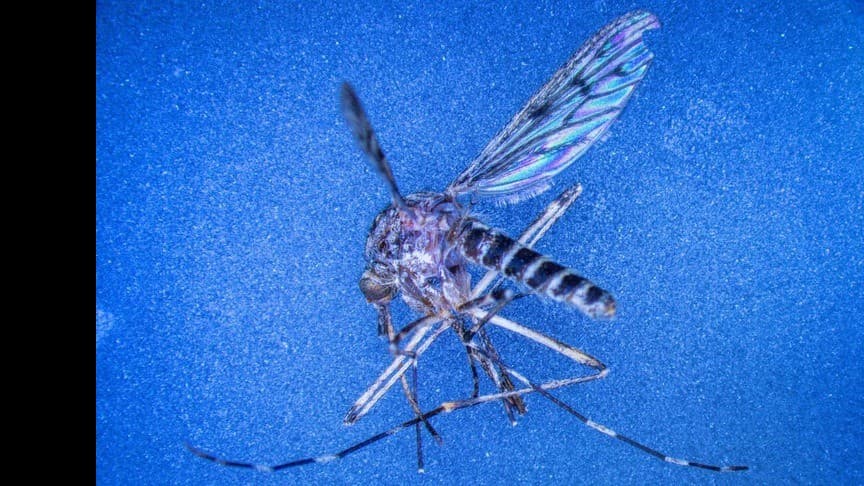 アイスランドにおける野生蚊初確認――定着の可能性と気候変動との関連性を探る