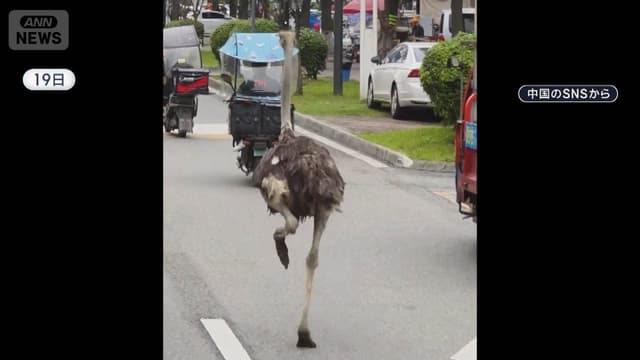 <span class="" word="ダ">ダ</span><span class="" word="チ">チ</span><span class="" word="ョ">ョ</span><span class="" word="ウ">ウ</span><span class="" word="が">が</span><ruby ><rb><span class="jlpt-n5" word="町">町</span></rb><rt>まち</rt></ruby><span class="" word="に">に</span><span class="" word="に">に</span><span class="" word="げ">げ</span><span class="" word="る">る</span><span class="" word="　">　</span><ruby ><rb><span class="unknown" word="中国">中国</span></rb><rt>ちゅうごく</rt></ruby><span class="" word="で">で</span><span class="" word="お">お</span><span class="" word="お">お</span><span class="" word="さ">さ</span><span class="" word="わ">わ</span><span class="" word="ぎ">ぎ</span>