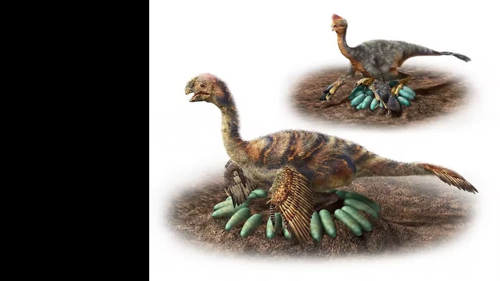 羽毛恐竜における抱卵行動の進化的意義と恒温性獲得の関連性