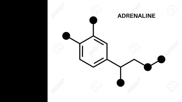 <span class="" word="ア">ア</span><span class="" word="ド">ド</span><span class="" word="レ">レ</span><span class="" word="ナ">ナ</span><span class="" word="リ">リ</span><span class="" word="ン">ン</span><span class="" word="に">に</span><span class="" word="つ">つ</span><span class="" word="い">い</span><span class="" word="て">て</span>