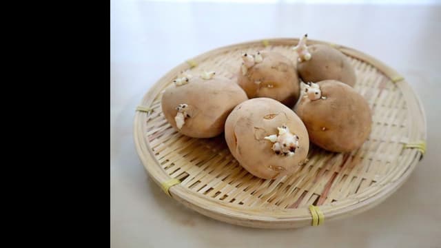 <span class="" word="じ">じ</span><span class="" word="ゃ">ゃ</span><span class="" word="が">が</span><span class="" word="い">い</span><span class="" word="も">も</span><span class="" word="の">の</span><ruby ><rb><span class="jlpt-n3" word="芽">芽</span></rb><rt>め</rt></ruby><span class="" word="は">は</span><span class="" word="た">た</span><span class="" word="べ">べ</span><span class="" word="て">て</span><span class="" word="も">も</span><span class="" word="い">い</span><span class="" word="い">い</span><span class="" word="で">で</span><span class="" word="す">す</span><span class="" word="か">か</span>