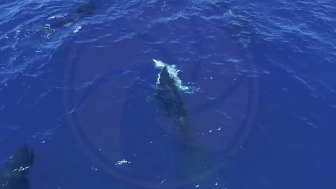 シャチがサメをおそい、きもを食べる